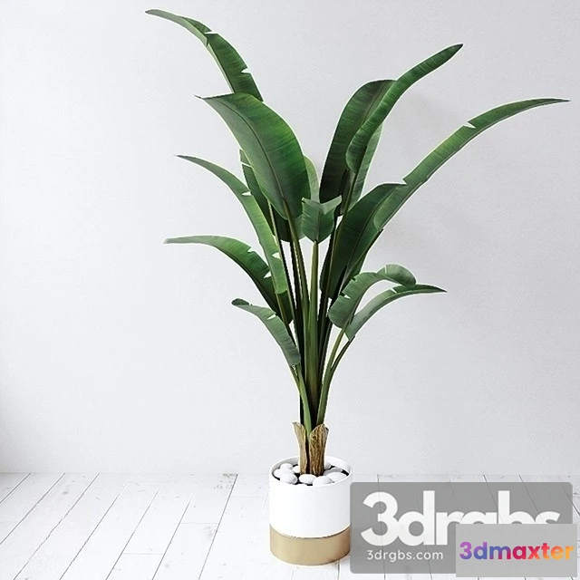 1010734 - Bird Paradise Plant