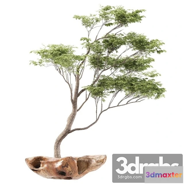 1010750 - Bonsai5