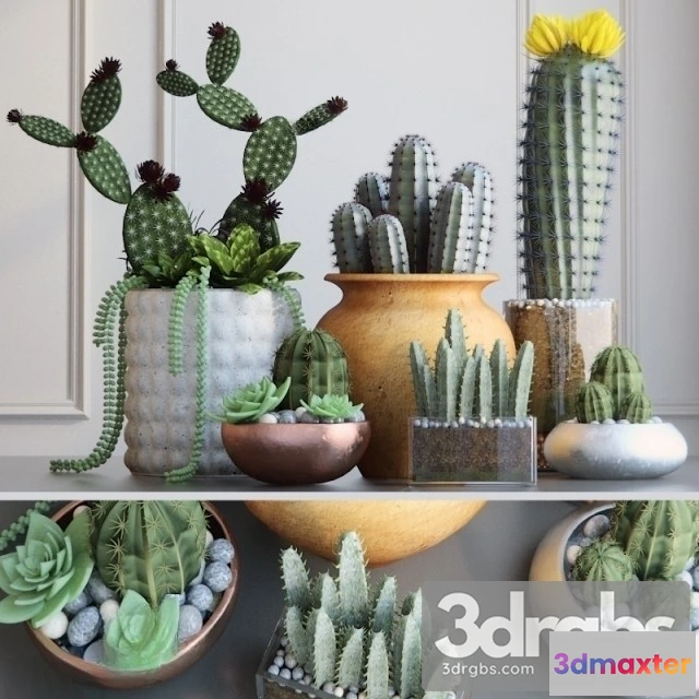 1010776 - Cactus Pots Set