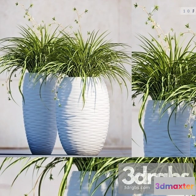 1010780 - Carex Morrowii