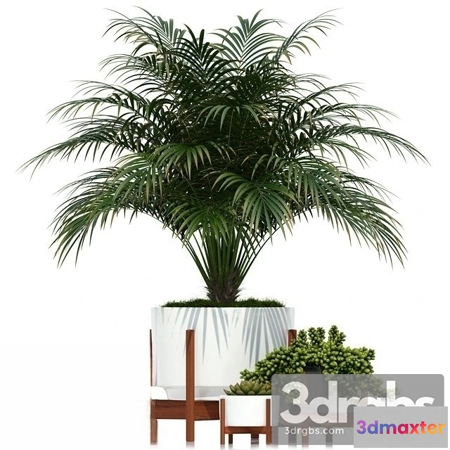 1010788 - Chamaedorea Cataractarum