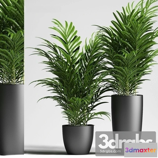 1010790 - Chamaedorea Elegans 2