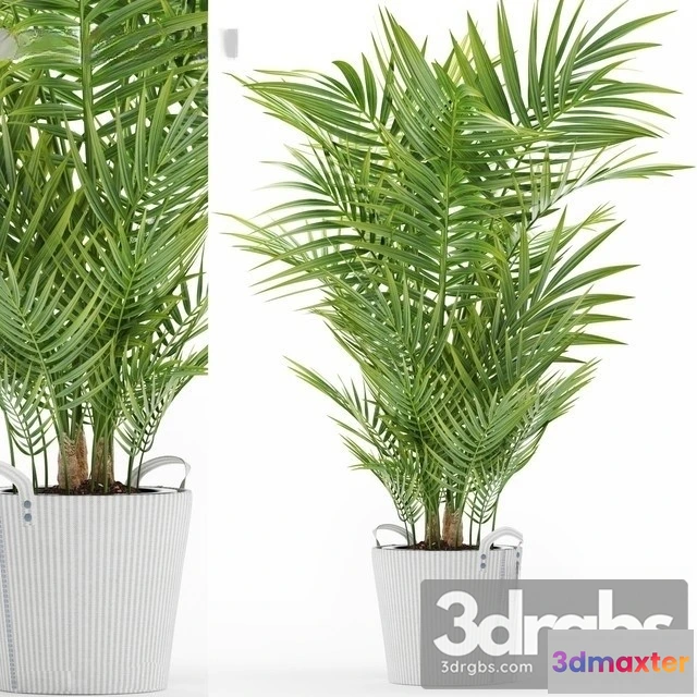 1010792 - Chamaedorea Elegans 3