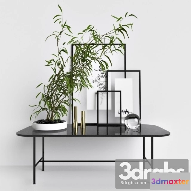 1010794 - Chamaedorea Elegans Decor