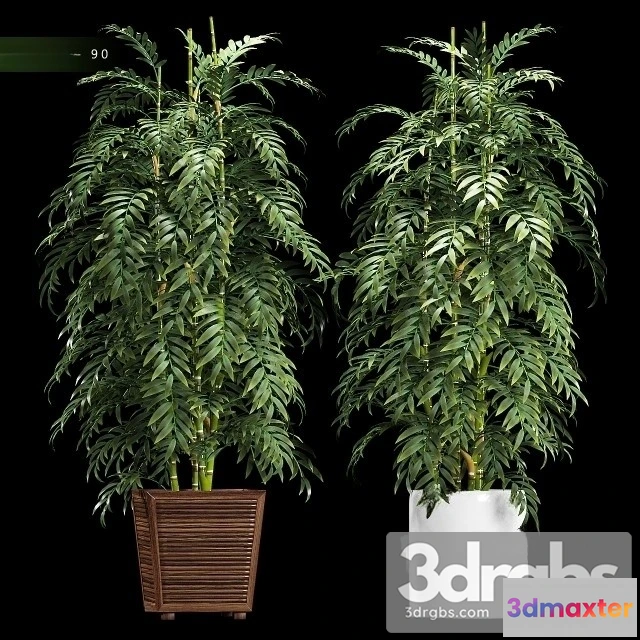 1010796 - Chamaedorea Elegans