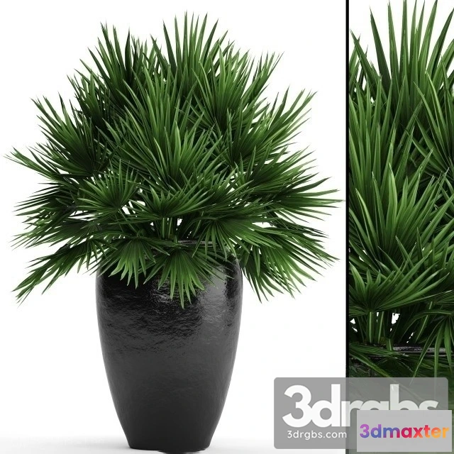 1010800 - Chi Chamaerops 2