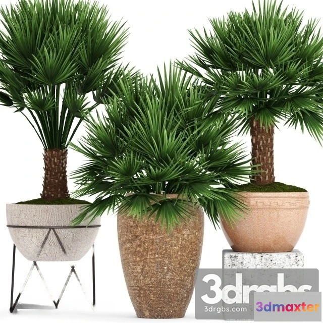 1010802 - Chi Chamaerops Set