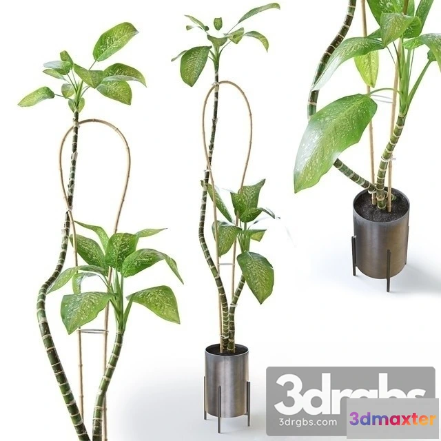 1010804 - Chi Philodendron