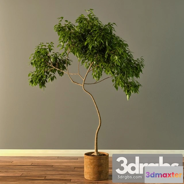 1010806 - Claypot Tree