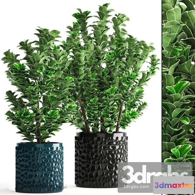 1010808 - Cleyera Japonica