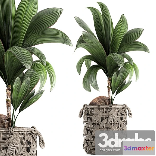 1010810 - Coconut Newcifera 663 Small Coconut Tree Basket Rattan Wicker Eco Design Natural Decor