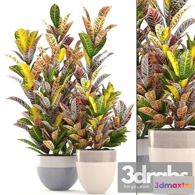 1010812 - Codiaeum Variegatum