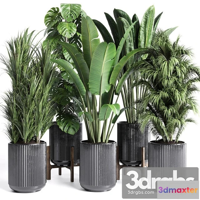 1010826 - Collection Indoor Plant 201 Plant