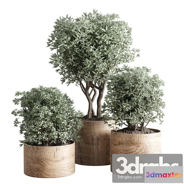 1010830 - Collection Indoor Plant 42 Wood Vase