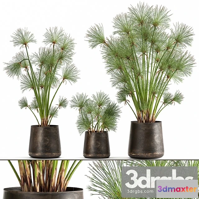 1010846 - Collection of Exotic Plants in Metal Rusty Pots With Papyrus Syt Cyperus 1048