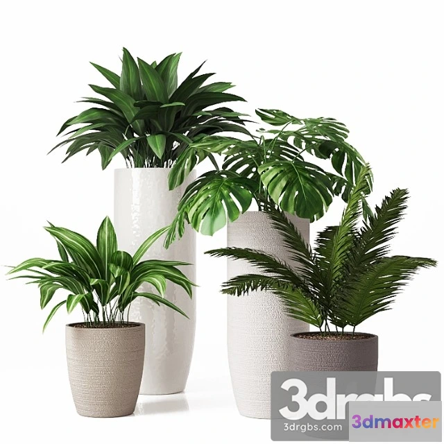 1010850 - Collection of Indoor Plants 01 2