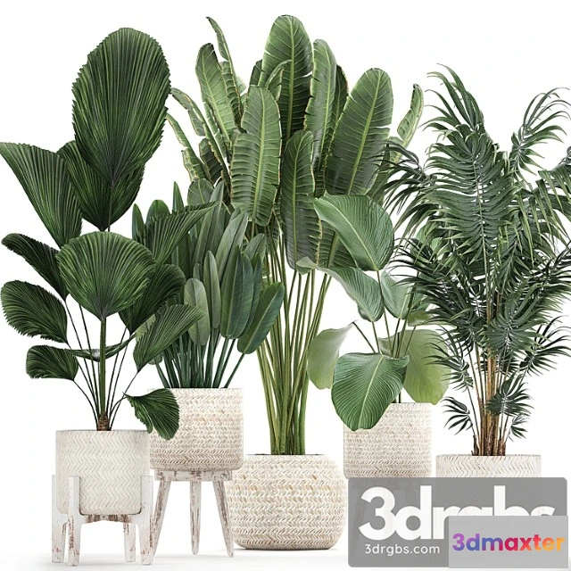 1010854 - Collection Of Interior Plants in white Rattan Baskets Flowerpot Banana Palm Howea Likuala Kalatea Lutea Set 713