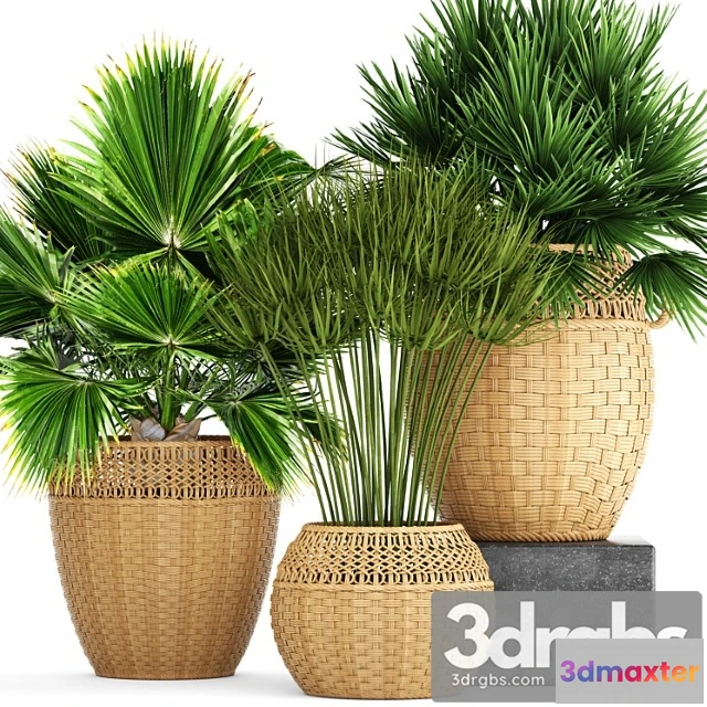 1010856 - Collection Of Plants 103 Chamerops Brachea Fan Palm Wicker Basket Rattan Flower Pot Bush Umbellate