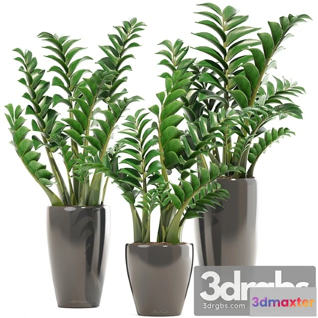 1010858 - Collection Of Plants 192 Zamioculcas Flower Pot Bush Flowerpot Interior Decorative