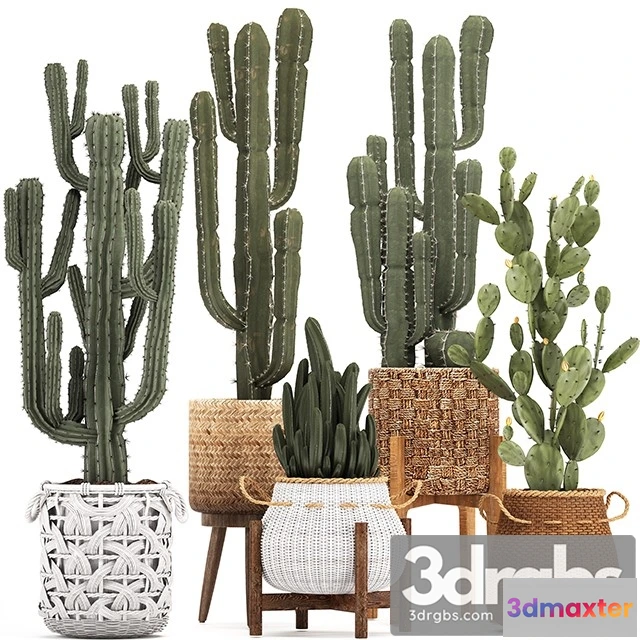 1010860 - Collection of Plants 330