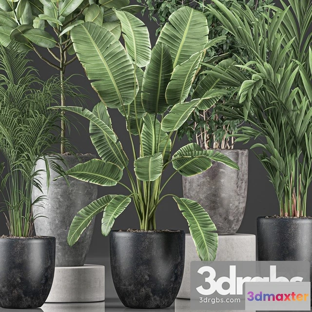 1010866 - Collection of Plants 610