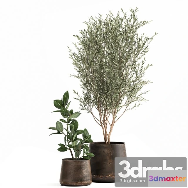 1010878 - Collection of Plants In Metal Pots With Small Olive Tree Ficus Rubber Ficus Elastica Set 917