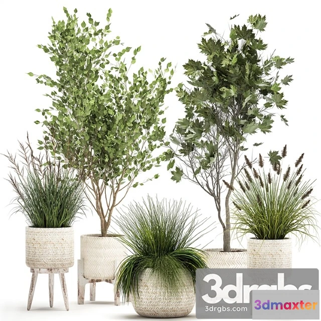 1010880 - Collection of Plants in White Baskets With Reed Trees Bushes Sycamore Maple Set 1047