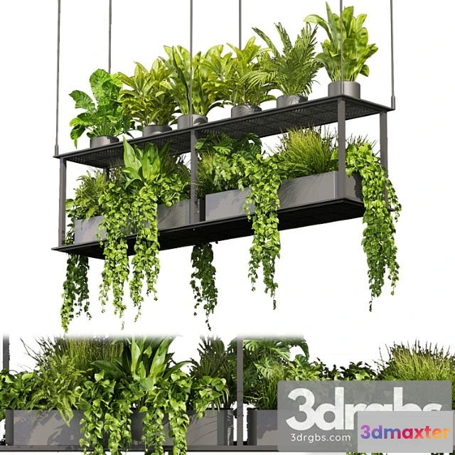 1010890 - Collection Plant Vol 439 Hanging Ampelous Palm Pothos