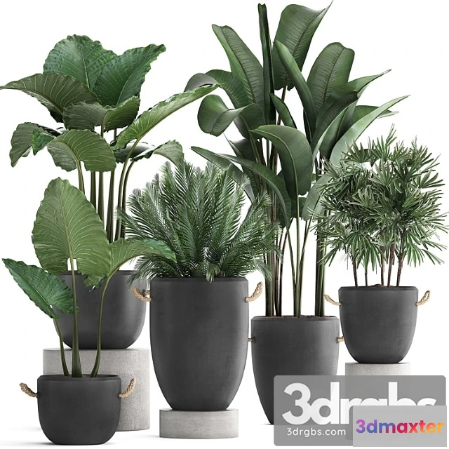 1010892 - Collection Plants 415 Concrete Pot Black Flowerpot Banana Rapeseed Alocasia Palm Loft Strelitzia Rafis Palm