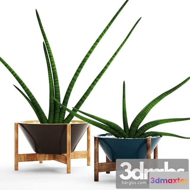 1010894 - Collection Plants Pots 64 Sansevieria