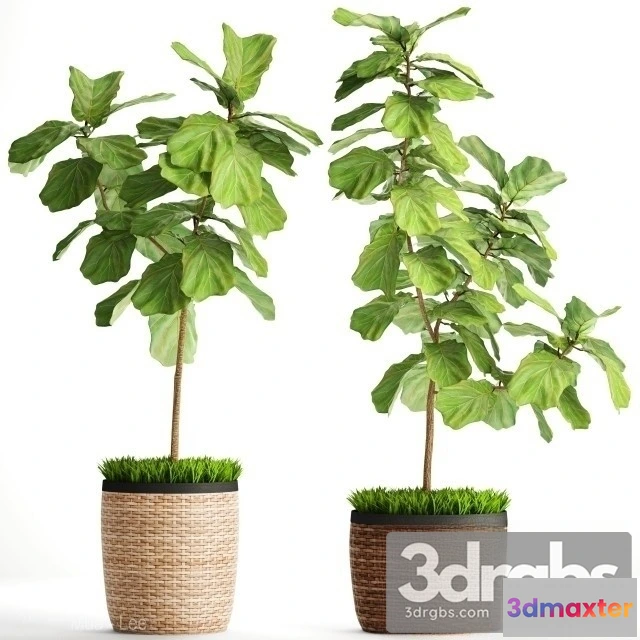 1010904 - Costa Farms Fiddle Leaf Fig Tree