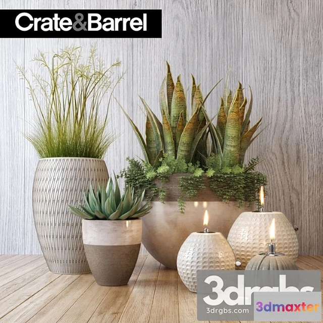 1010906 - Crate Barrel Plant Set