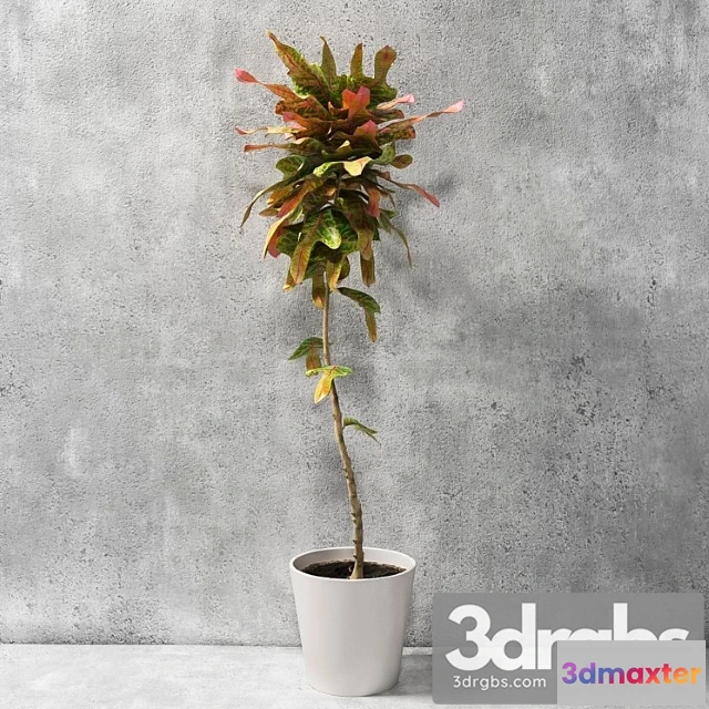 1010910 - Croton Plant 1