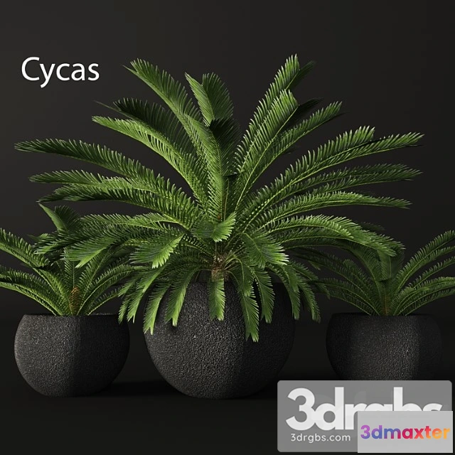 1010912 - Cycas Cycas Palm Tree Outdoor Pot Flowerpot Black Loft Decorative