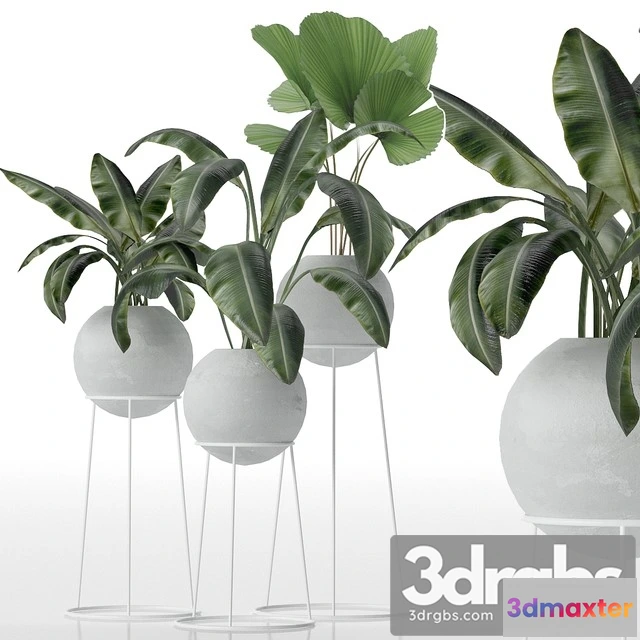 1010922 - Decorative Set of Plants