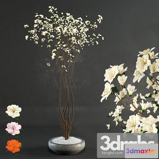 1010926 - Decorative Wood