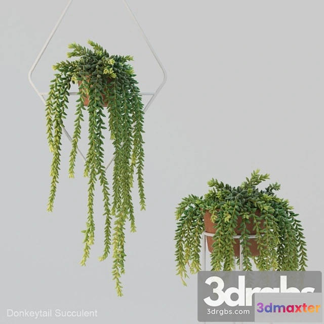 1010930 - Donleytail Burrostail Succulent Hanging