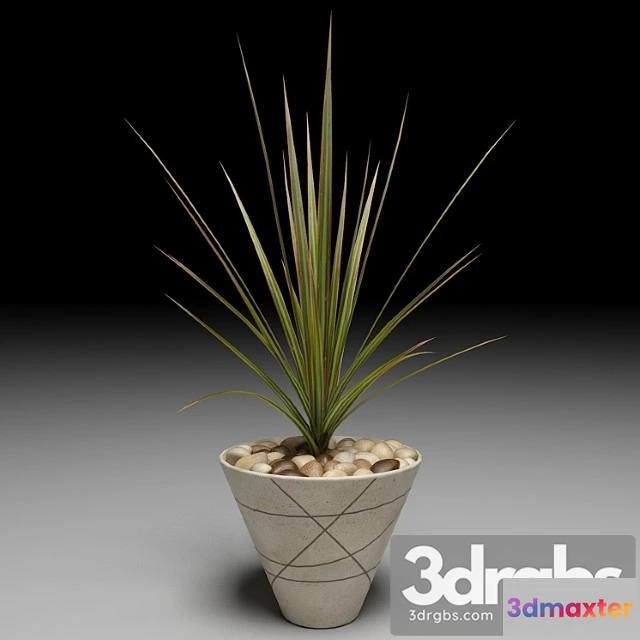 1010932 - Dracaena Marginata Tree 1