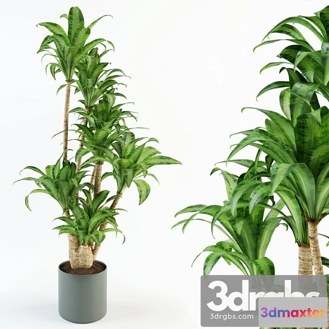 1010936 - Dratsiena 12