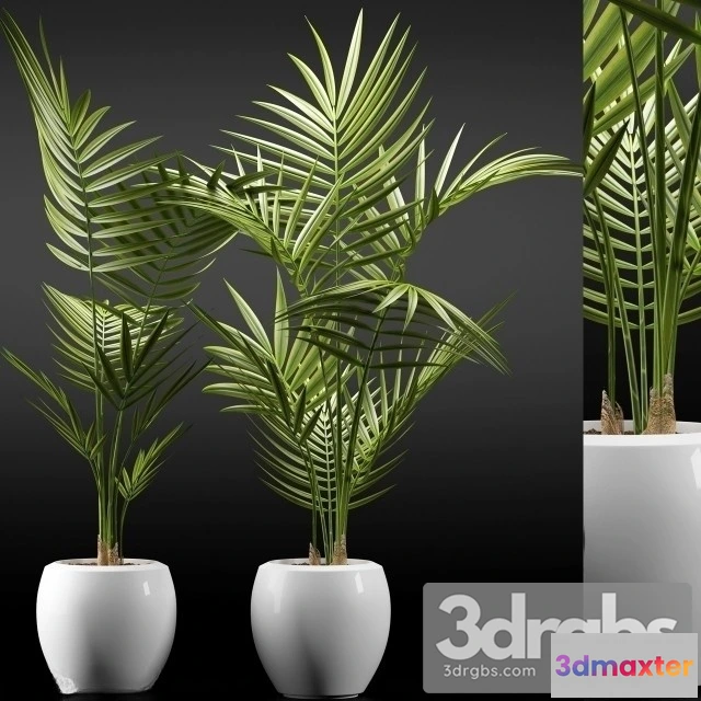 1010940 - Dypsis Lutescens 2