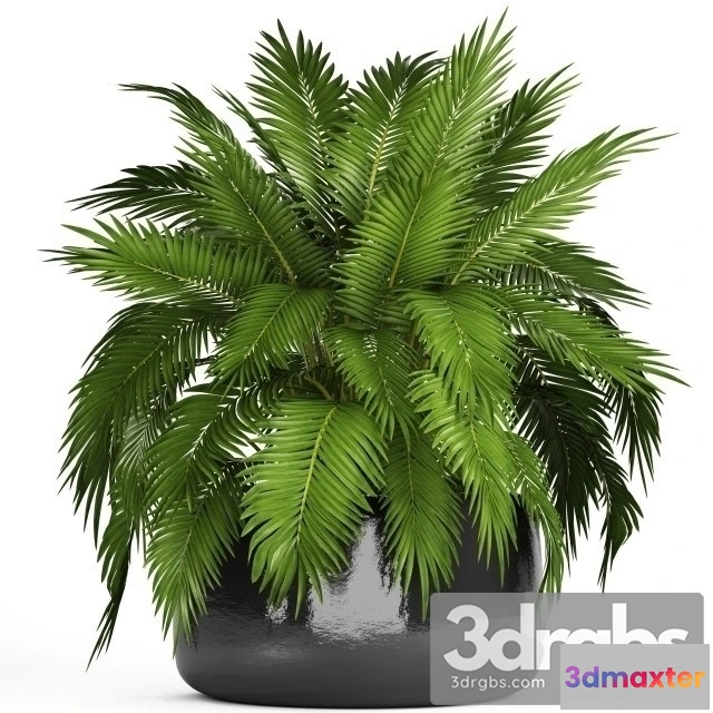 1010942 - Dypsis Lutescens Mini Indoor