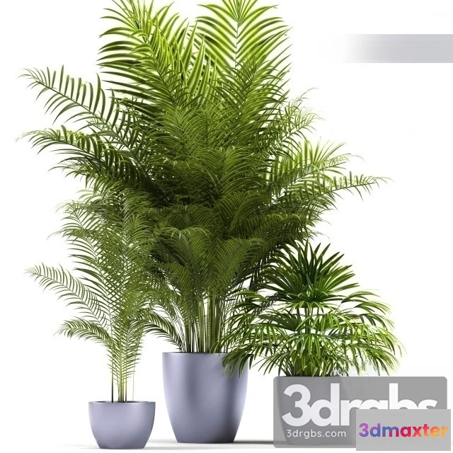 1010944 - Dypsis Lutescens