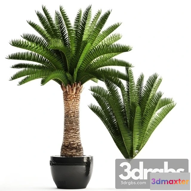 1010948 - Encephalartos Altensteinii