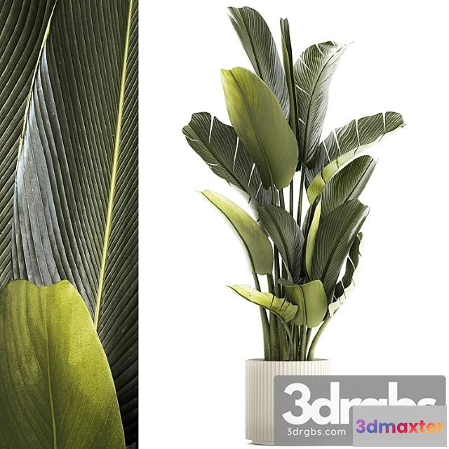 1010952 - Exotic Bush Plants In Flower Pot Ravenala Strelitzia Banana Palm Plant Collection 1328