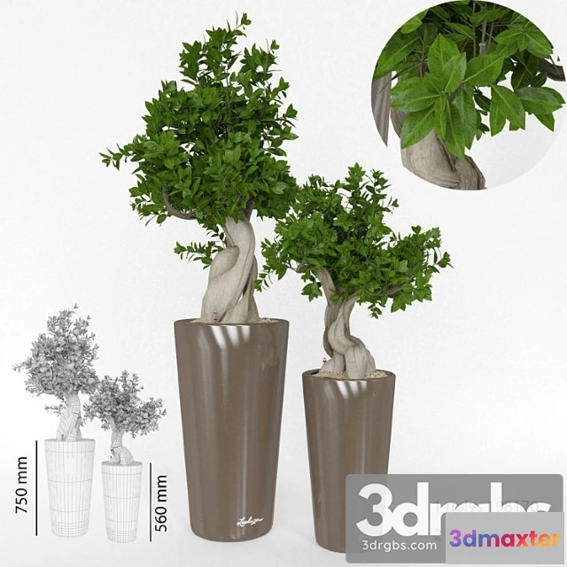 1010964 - Ficus Bansai