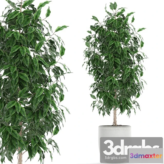 1010968 - Ficus Benjamina 554 Indoor Tree White Pot Flower Pot Scandinavian Tree Indoor Table