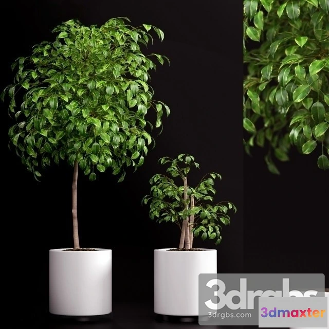 1010970 - Ficus Benjamina