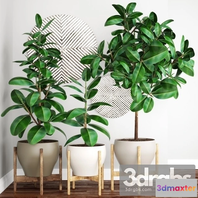1010978 - Ficus Elastica Tree Pot