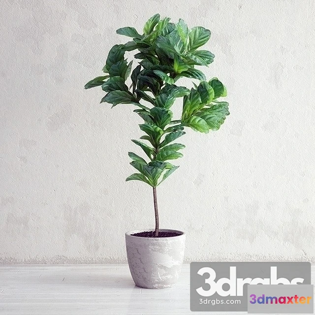 1010988 - Ficus Lyrata Plant