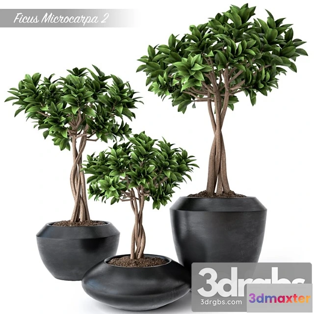 1010994 - Ficus Microcarpa 2
